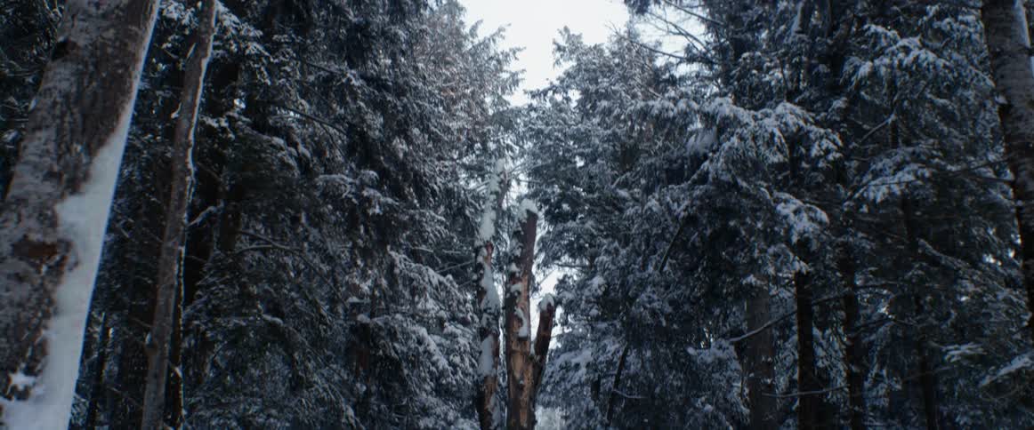 Snow covered trees in a forest