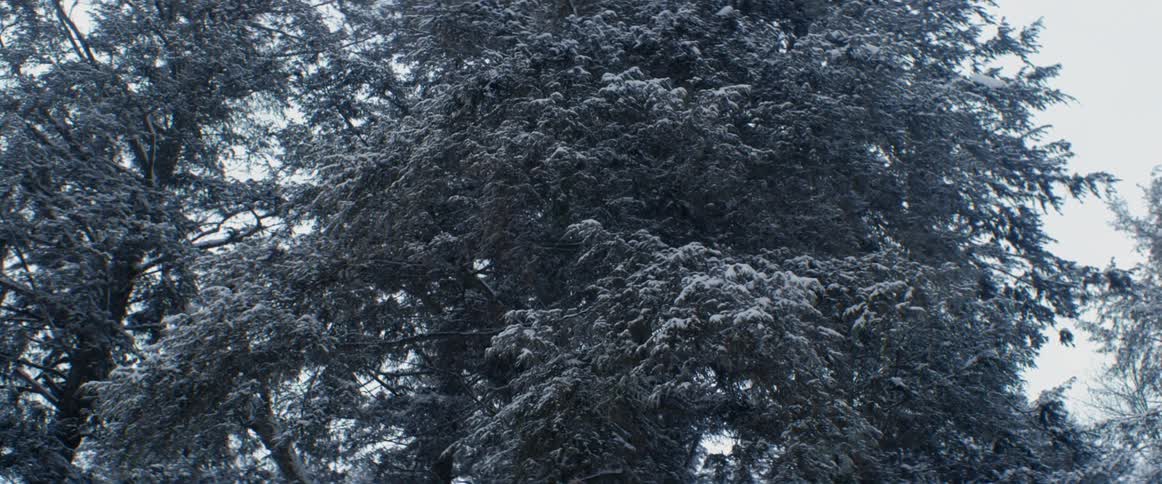 Snow falling over the trees in the forest at winter