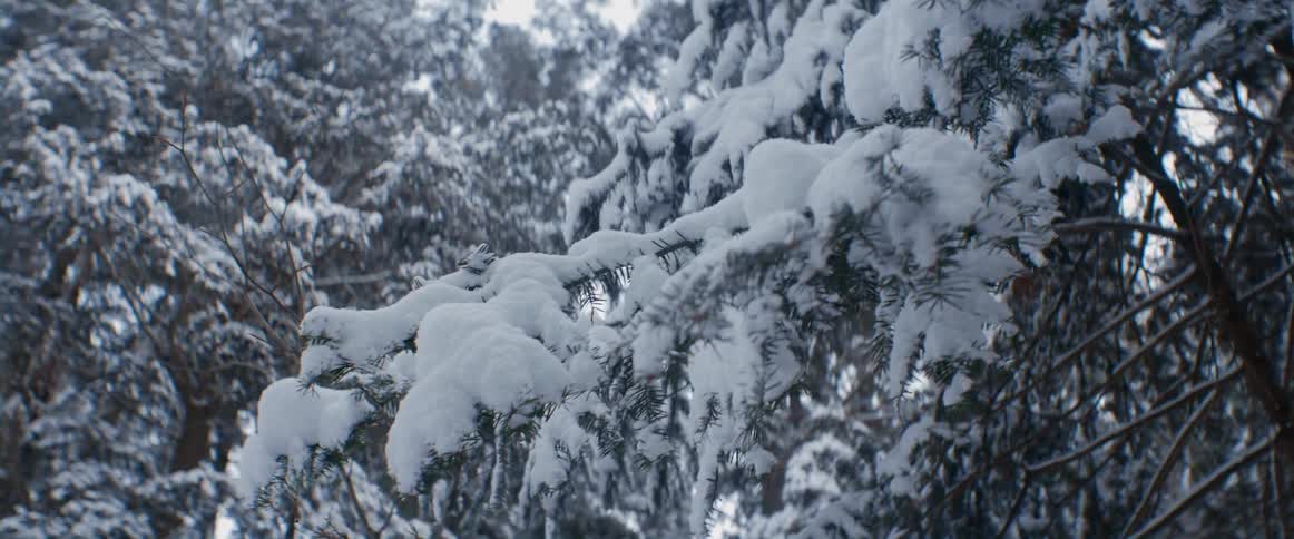 Pine tree branches in a forest covered in snow at daytime