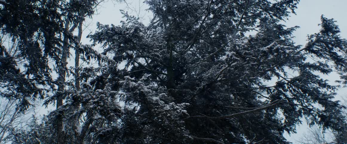 Snow falling around trees on a cold winter day