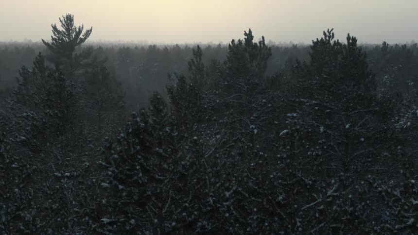 It is snowing and snow is on the branches of trees in a forest