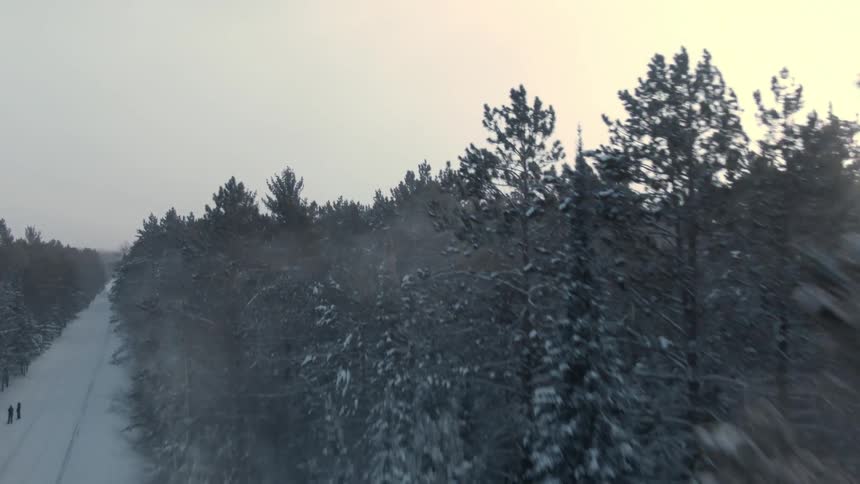 Aerial view of pine tree forest in the mist at evening close to a rural road
