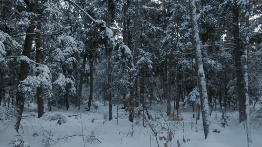 The wind blows branches heavy with snow in a forest