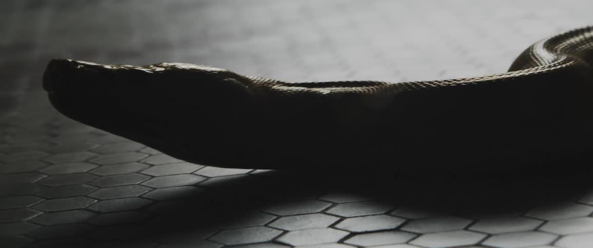 A snake slithering across a floor
