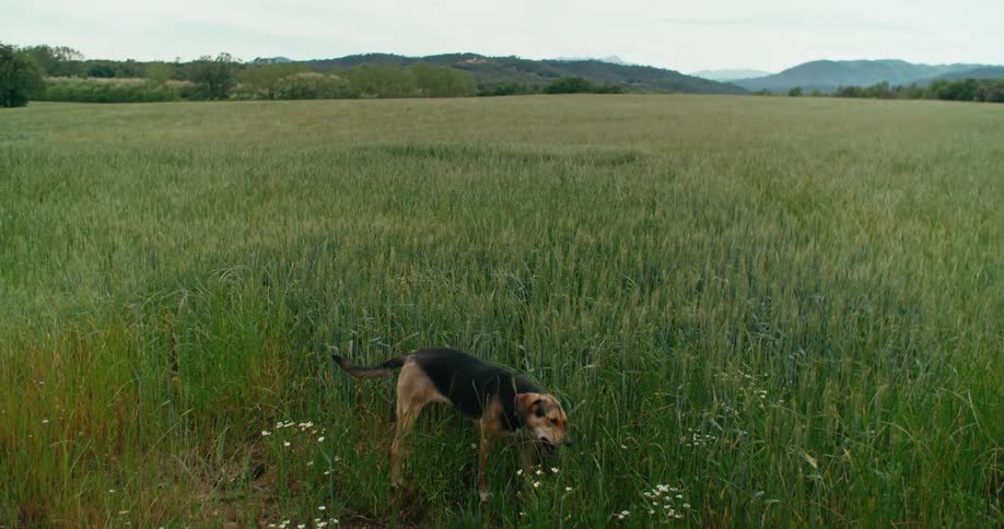 A dog chews on grass and flowers in a field