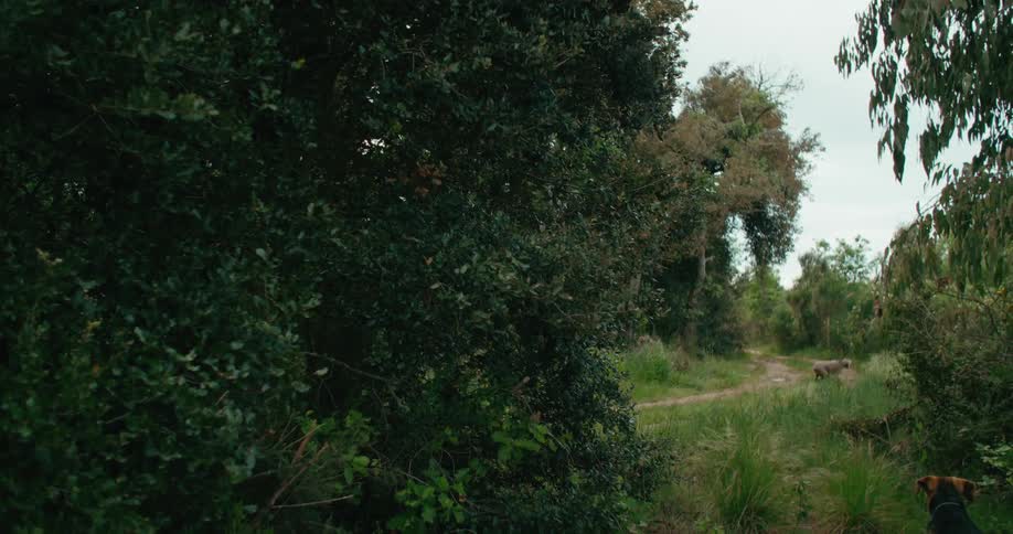 One dog waits as another runs back to check on person following them along the dirt path