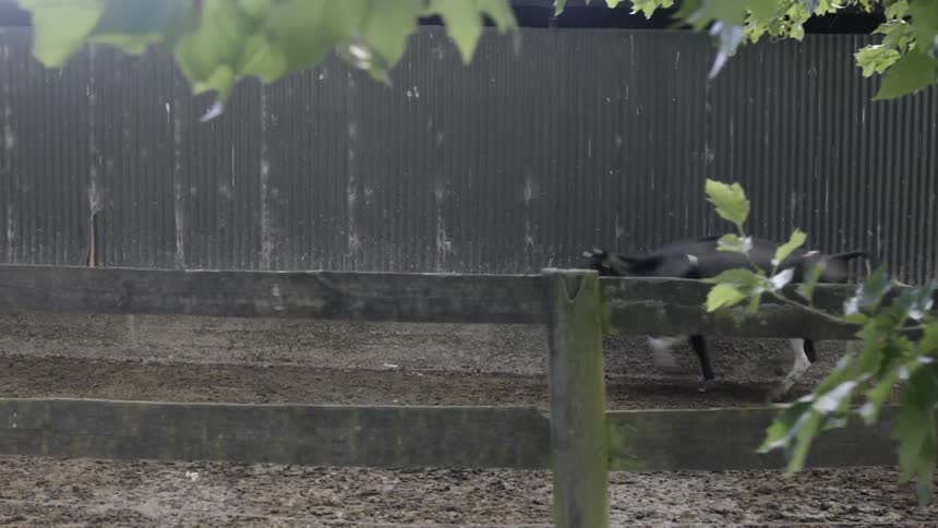 Cows move around in the dirt by a fence