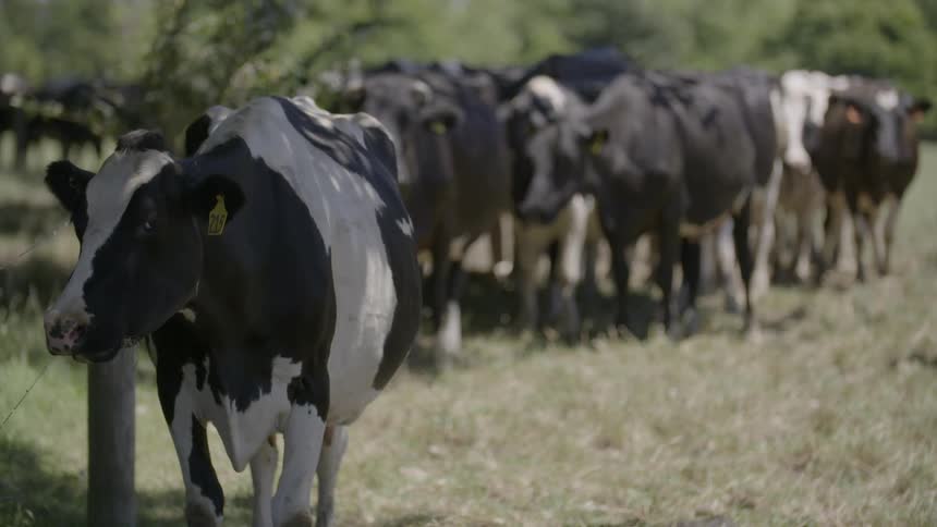 A herd of cows standing and grazing