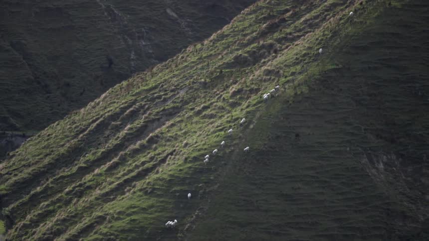 A long line of sheep cross the crest of a mountain