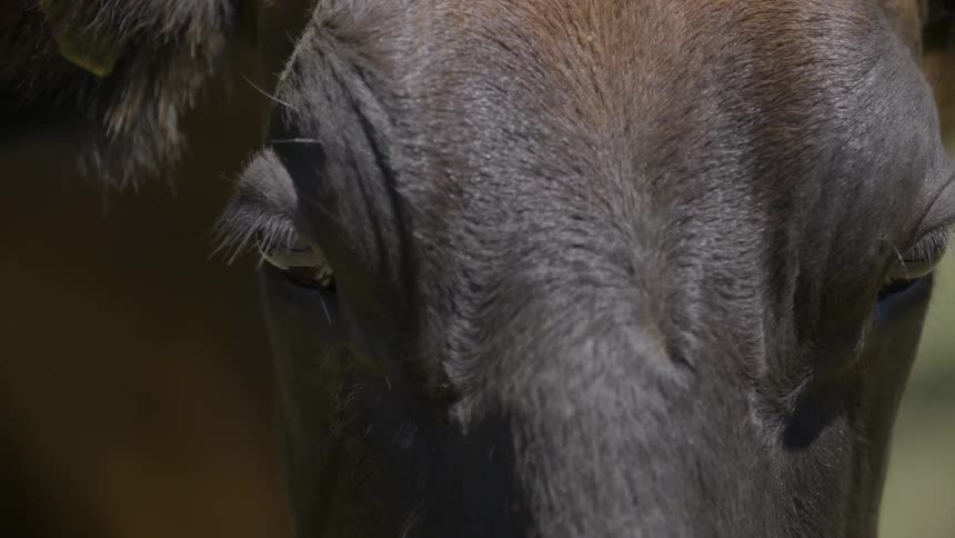 Close up of a cow's head