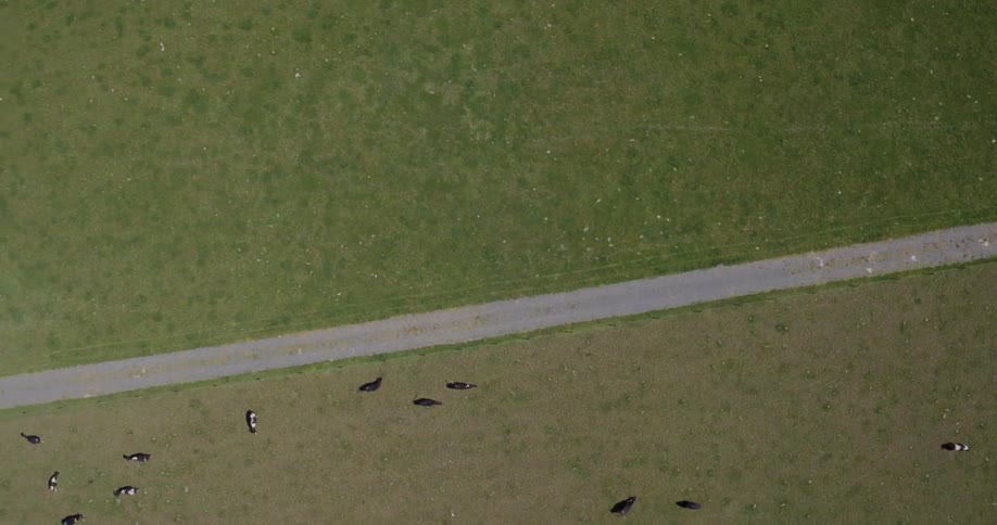 Aerial view of some farm animals in the grass below