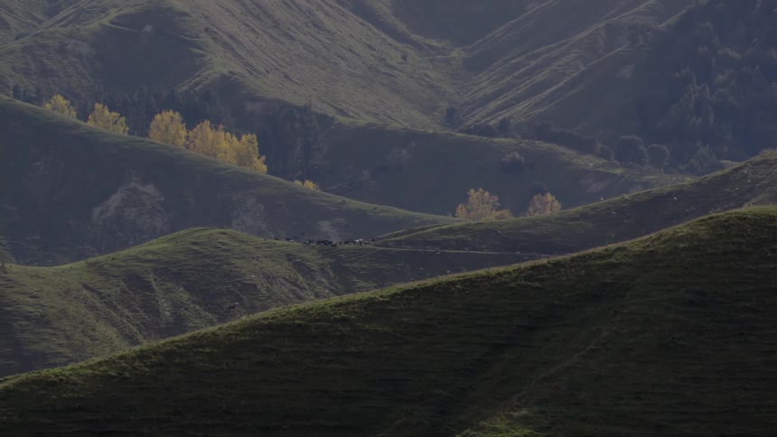 A valley of hills is covered with grass and trees