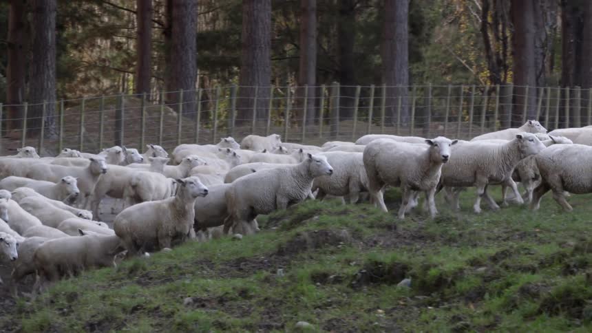 Flock of sheep cross a road and climb small hill