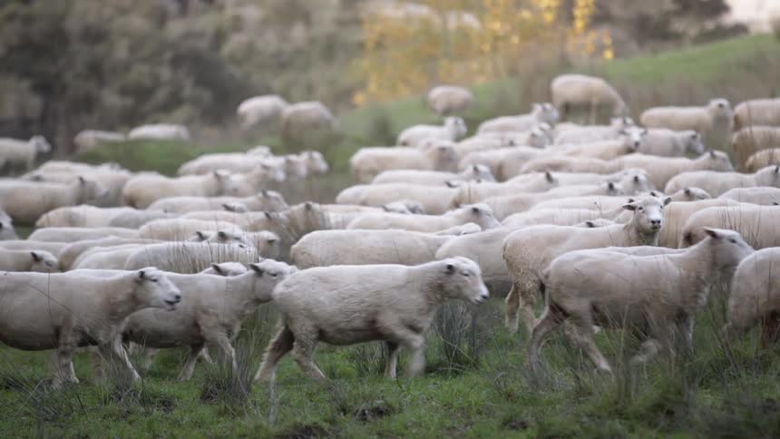Man ship run in a herd forward