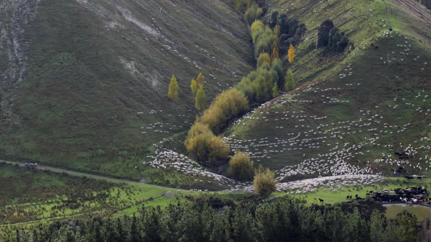 A large amount of white animals cross to another hill