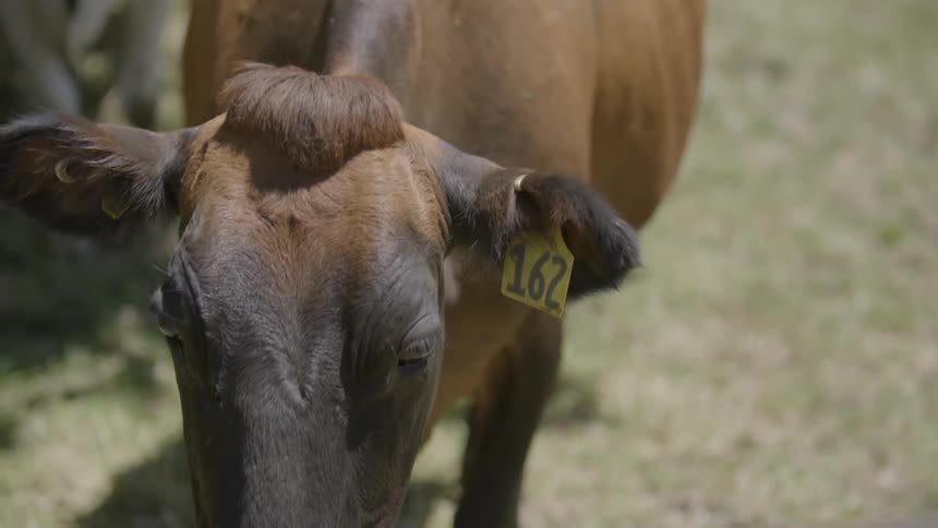 A cow is tagged on green grass