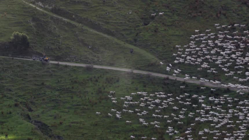 A large flock of sheep are being herded downhill