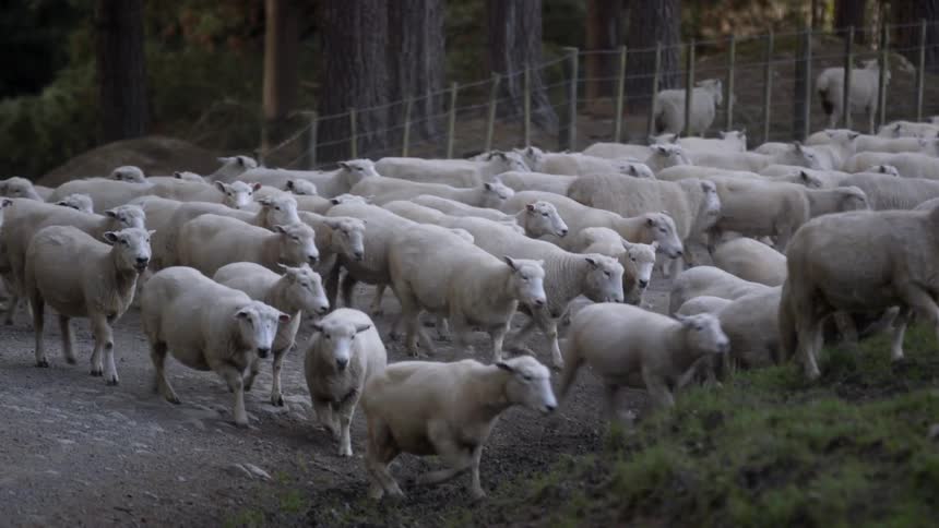 A flock of sheep are being herded