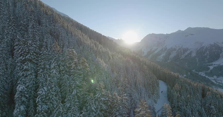 Aerial view of a pine tree forest covered with snow on the slopes of a mountain range at morning