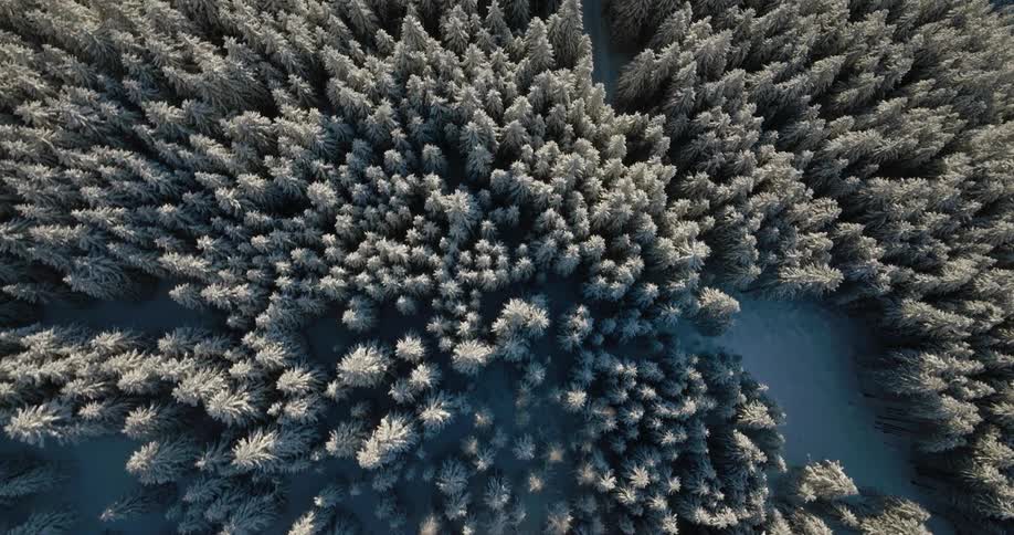Aerial view of snow covered trees in a forest on a winter day