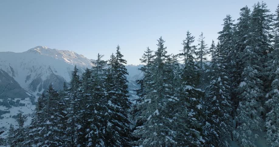 Evergreen trees with snow laden branches on a slope with mountain ridge behind