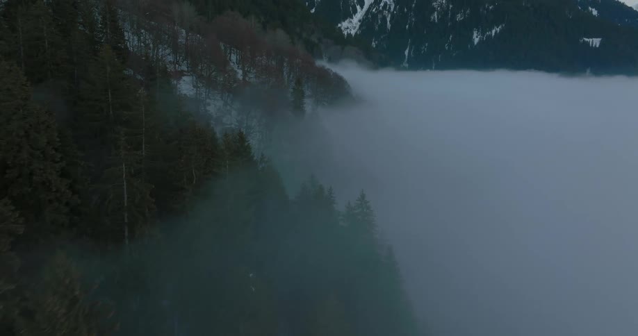 A forest of trees on a snow covered mountainside seen through the fog
