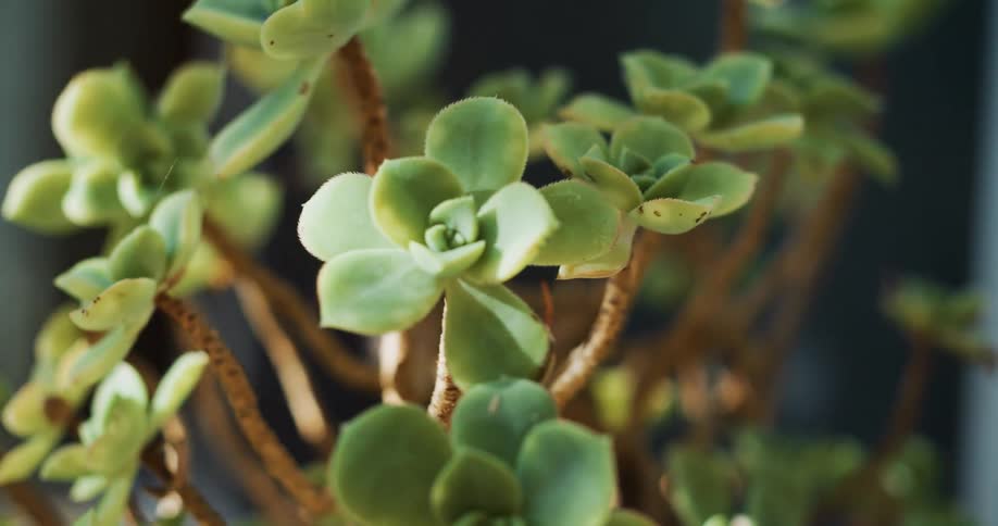 Close up of leaves on a succulent plant