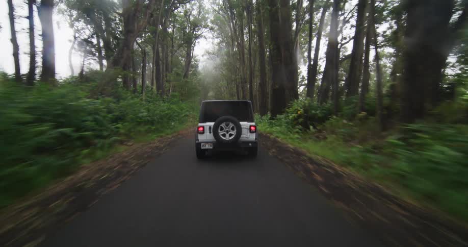 A jeep travels on a forest road lined with trees and green plants