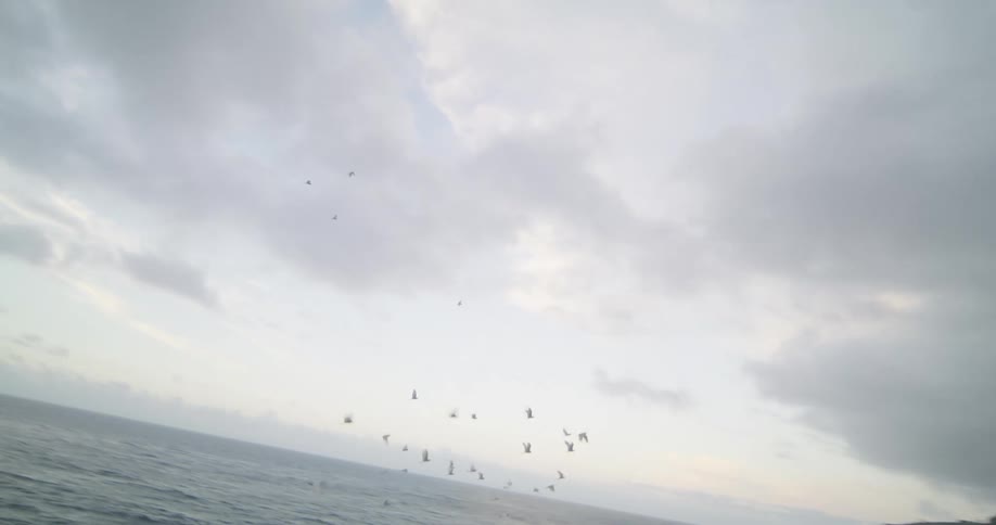 Aerial view of a flock of birds flying over coast on a cloudy day