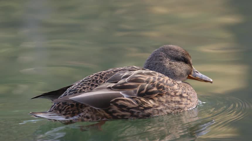 A duck floats in the water