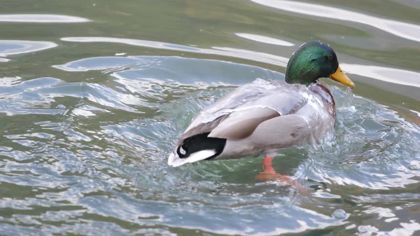 A mallard duck dips its head beneath the water causing ripples