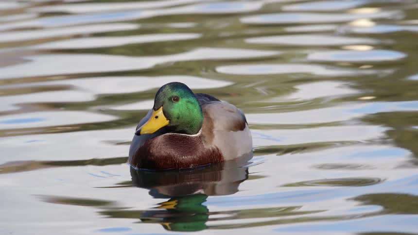 Duck swimming on a lake drinks water and swims away