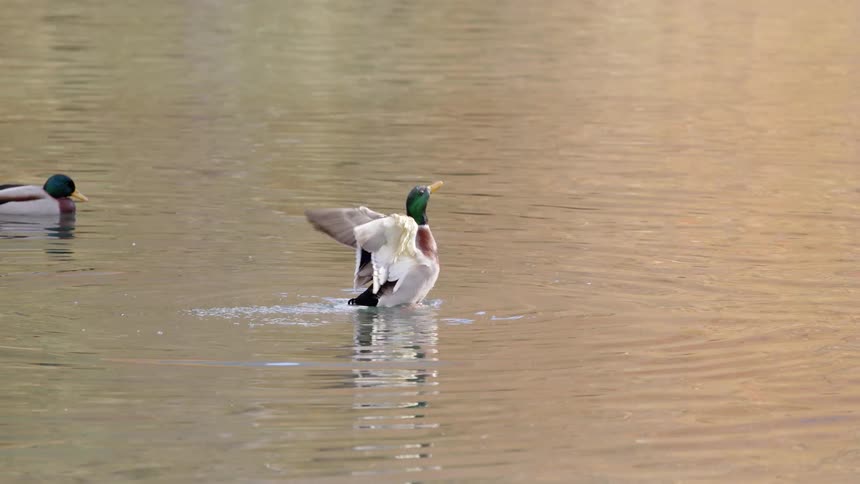 A duck flaps its wings then settles down in the water