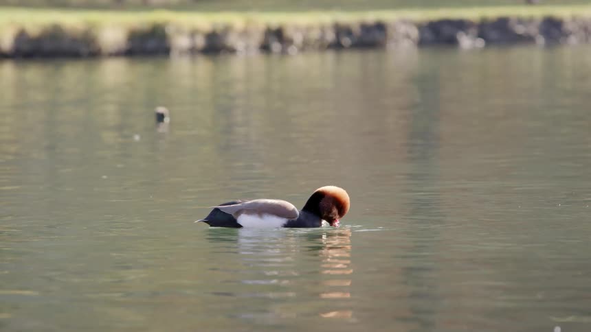 Duck creates ripples as it moves its bill through the river water