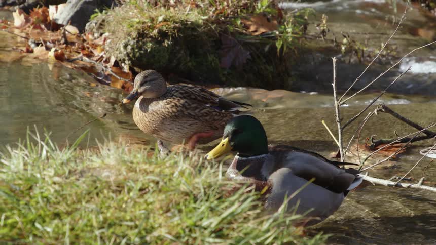 Two ducks stand in the flowing stream of water near a grassy river bank