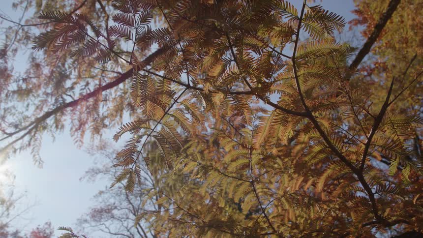 The sun shines in through the large branches
