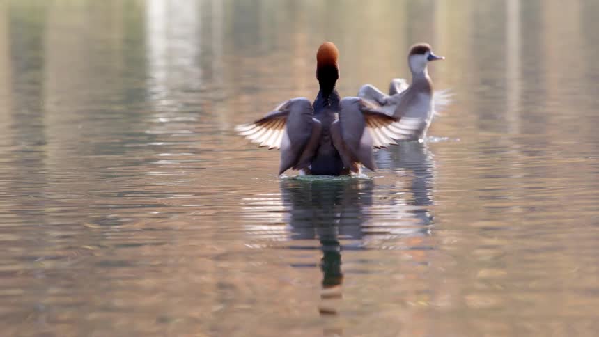 Couple of red crest pochard ducks resting on the surface of a lake flap their wings at the same time