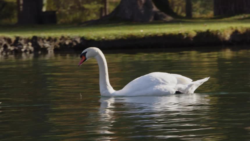 Swan swims down river passing trees near the bank