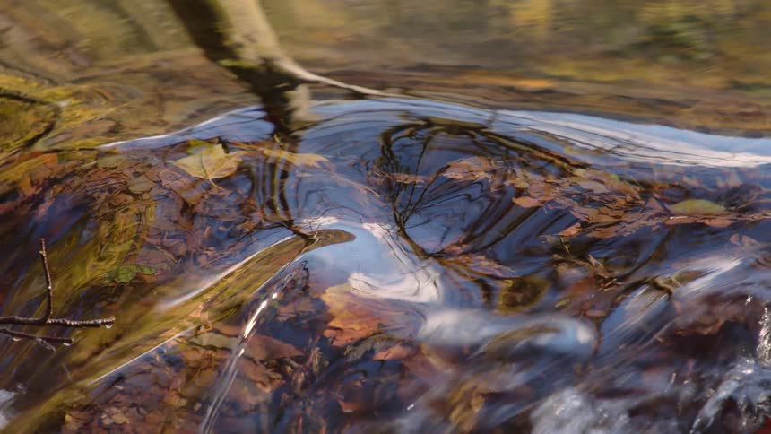 Stream water flowing over dead leaves in nature