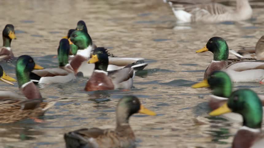 Ducks are swimming in a body of water