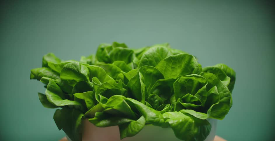 Lettuce leaves fill a white bowl as it spins in a studio