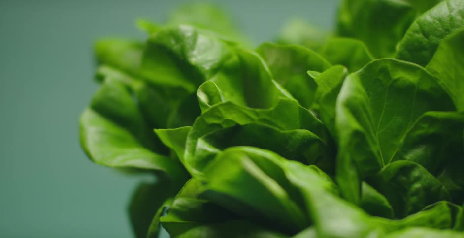 Leafy greens are on display in studio