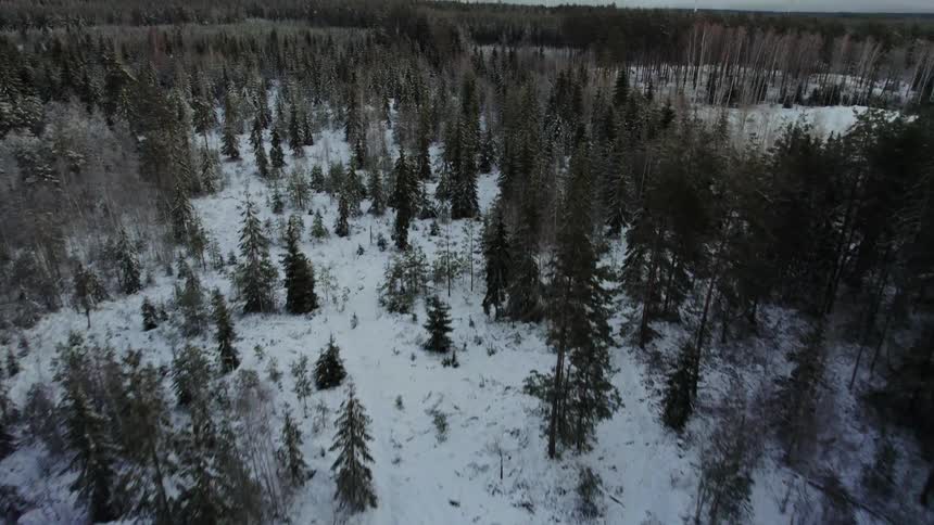 Aerial view of snow covered trees in a forest with wind turbines high above the trees