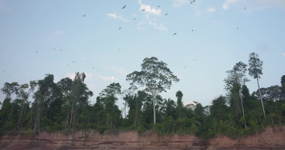 Flock of birds flying over a tropical forest under the blue sky