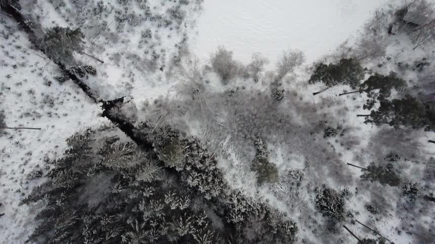 Top down aerial view of a pine tree forest covered in snow at winter
