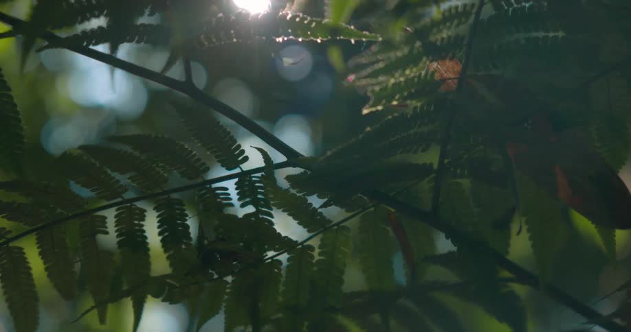 Sunlight shines through fern branches