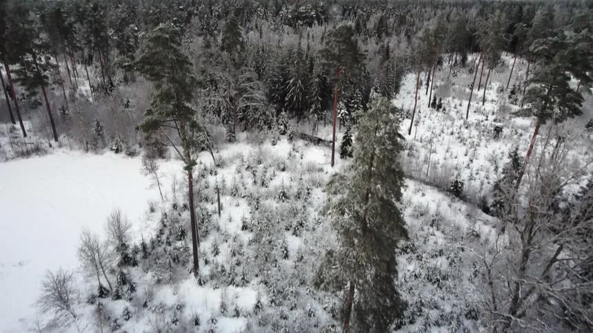 A snow covered forest with wind turbines high above the trees