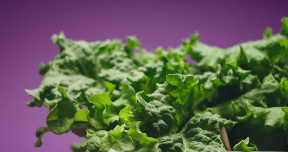 Crunchy lettuce on purple background