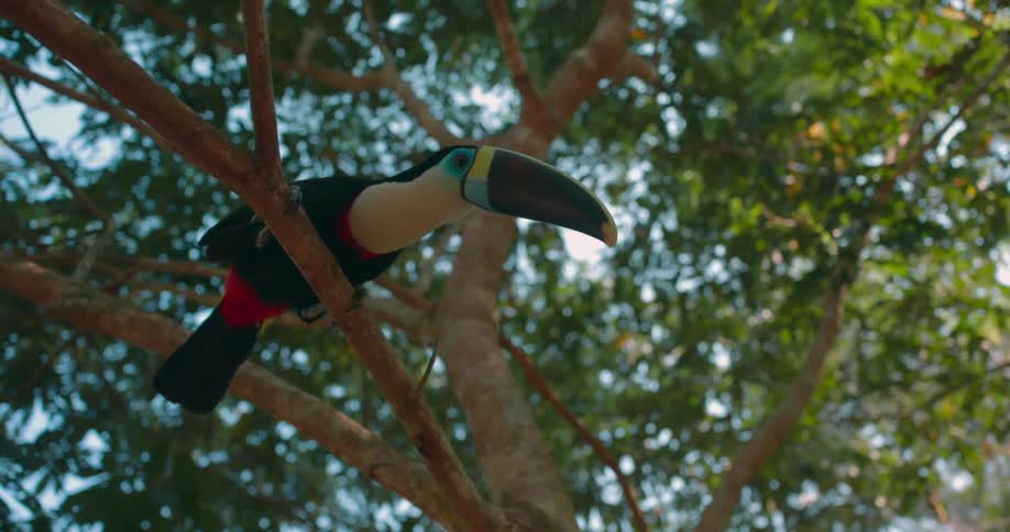 A toucan bird sits perched on a tree branch