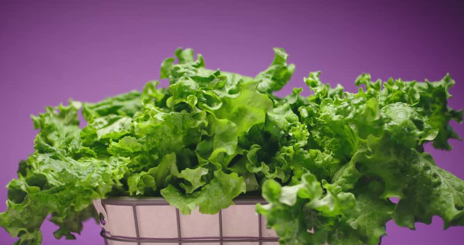 Fresh green lettuce leafs inside a basket in front of a violet background